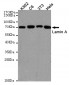 Lamin A Antibody