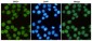 BRG1 Antibody