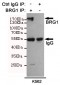 BRG1 Antibody