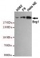 BRG1 Antibody