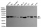 FEN-1 Antibody