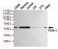 FEN-1 Antibody