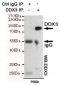 DDX3 Antibody