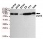 DDX3 Antibody