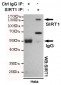 SIRT1 Antibody