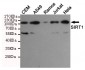 SIRT1 Antibody