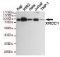 XRCC1 Antibody