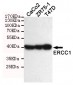 ERCC1 Antibody