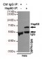 Hsp60 Antibody