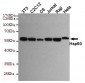 Hsp60 Antibody