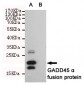 GADD45α Antibody