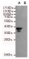 Bag1 Antibody