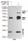 E2F-1 Antibody