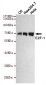 E2F-1 Antibody