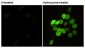 Phospho-Histone H2A.X (Ser139) Monoclonal Antibody