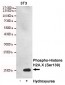 Phospho-Histone H2A.X (Ser139) Monoclonal Antibody