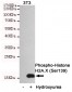 Phospho--Histone H2A.X (Ser139) Monoclonal Antibody