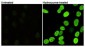 Phospho-Histone H2A.X (Ser139) Antibody