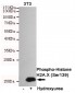 Phospho-Histone H2A.X (Ser139) Antibody