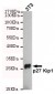 p27 KIP1 Antibody