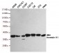 Annexin A1 Antibody