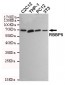 RBBP5 Antibody