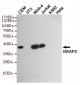 GRAP2 Antibody