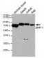 SHP-1 Antibody