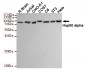 Hsp90 alpha Antibody