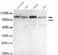 UHRF1 (N-terminus) Antibody
