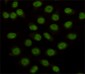 KDM1/LSD1 Antibody