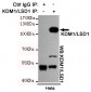 KDM1/LSD1 Antibody