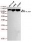 KDM1/LSD1 Antibody