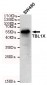 TBL1 Antibody