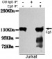 Eg5 Antibody