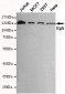 Eg5 Antibody