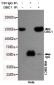 DBC1 Antibody