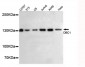 DBC1 Antibody