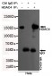 HDAC4 (N-terminus) Antibody