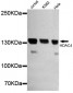 HDAC4 (N-terminus) Antibody