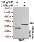 PRMT4/CARM1 Antibody