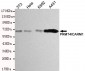 PRMT4/CARM1 Antibody
