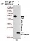 HP1-gamma Antibody