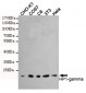 HP1-gamma Antibody