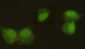 HP1 alpha Antibody