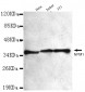 NPM1 Antibody