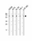 CD63 Antibody (C-term)