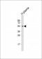 CD63 Antibody (C-term)