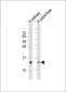 REG3G Antibody  (Center)