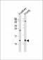 REG3G Antibody  (Center)